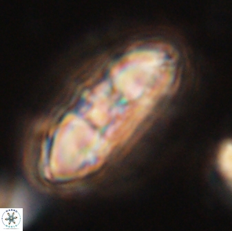 Mulleria tuzuniorum 54485