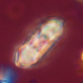 Mulleria tuzuniorum 54486