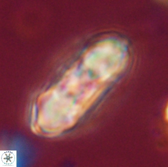 Mulleria tuzuniorum 54486