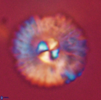 Mulleria tuzuniorum 54487