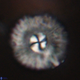 Mulleria tuzuniorum 54488