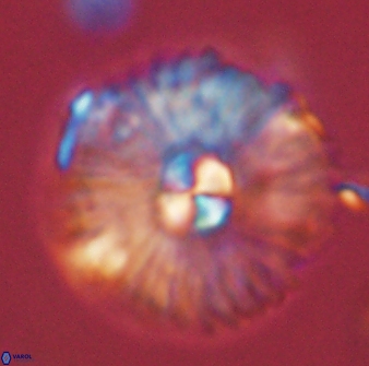 Mulleria tuzuniorum 54489