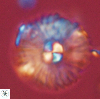 Mulleria tuzuniorum 54489