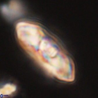 Mulleria tuzuniorum 54481