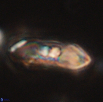 Mulleria tuzuniorum 54482