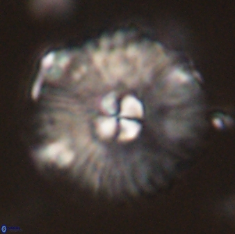 Mulleria tuzuniorum 54490