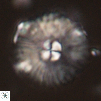 Mulleria tuzuniorum 54490