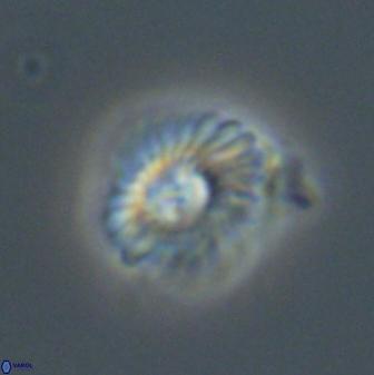 Mulleria tuzuniorum 52916