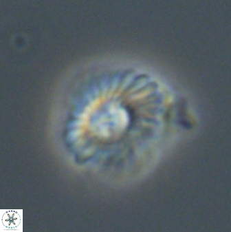 Mulleria tuzuniorum 52916