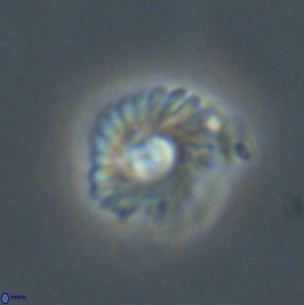 Mulleria tuzuniorum 52917