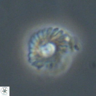 Mulleria tuzuniorum 52917