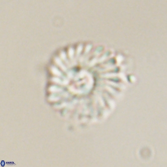 Mulleria tuzuniorum 52918