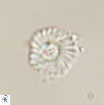 Mulleria tuzuniorum 52918