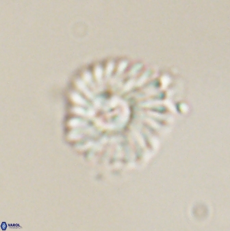 Mulleria tuzuniorum 52919