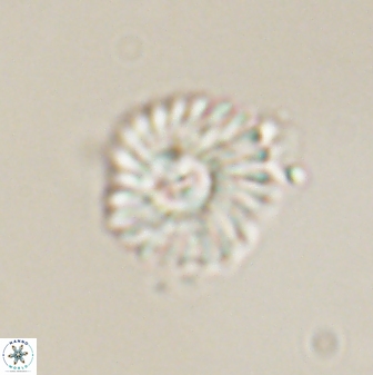 Mulleria tuzuniorum 52919