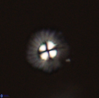 Mulleria tuzuniorum 52922