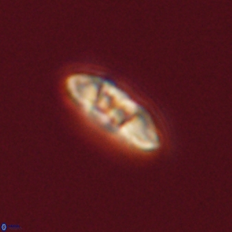 Mulleria tuzuniorum 52934