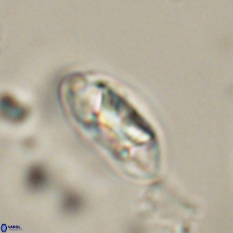 Mulleria tuzuniorum 52976