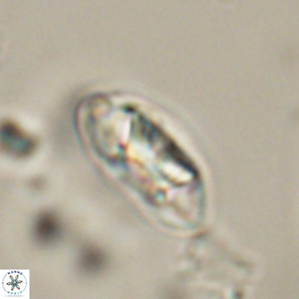Mulleria tuzuniorum 52976