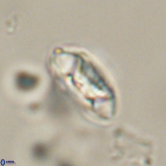 Mulleria tuzuniorum 52977