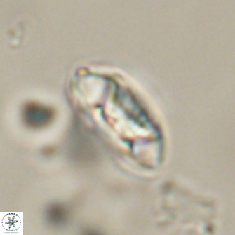 Mulleria tuzuniorum 52977