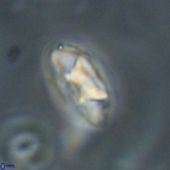 Mulleria tuzuniorum 52978