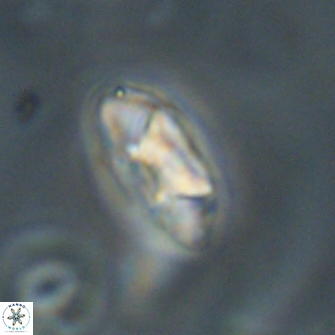 Mulleria tuzuniorum 52978