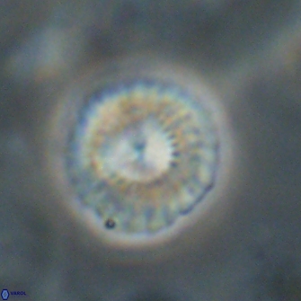 Mulleria tuzuniorum 52979