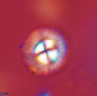 Mulleria tuzuniorum 52984