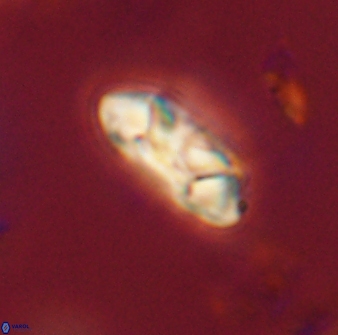 Mulleria tuzuniorum 52985