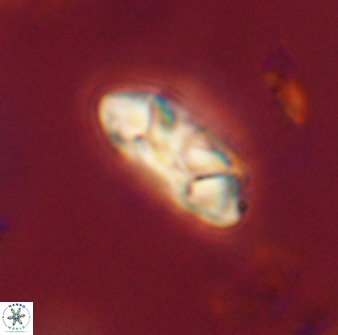 Mulleria tuzuniorum 52985