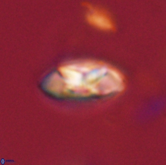 Mulleria tuzuniorum 52988