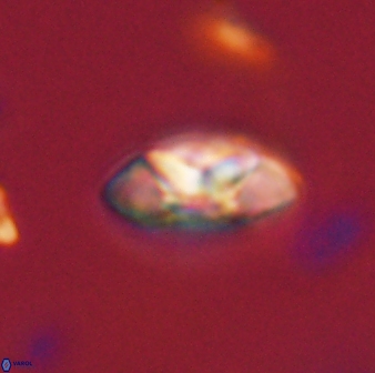 Mulleria tuzuniorum 52989