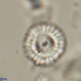 Mulleria tuzuniorum 52980