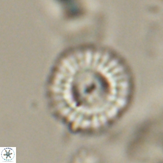 Mulleria tuzuniorum 52980