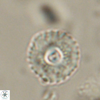 Mulleria tuzuniorum 52981