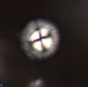 Mulleria tuzuniorum 52983