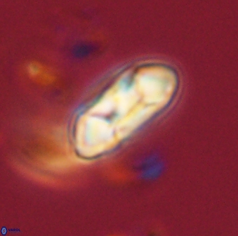 Mulleria tuzuniorum 52995