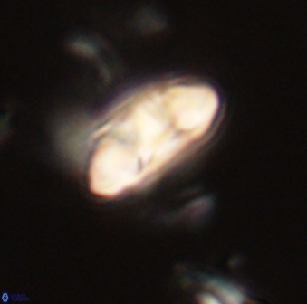 Mulleria tuzuniorum 52996