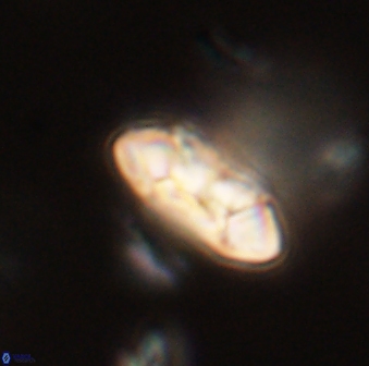 Mulleria tuzuniorum 52997