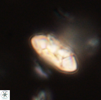 Mulleria tuzuniorum 52997