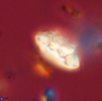 Mulleria tuzuniorum 52998