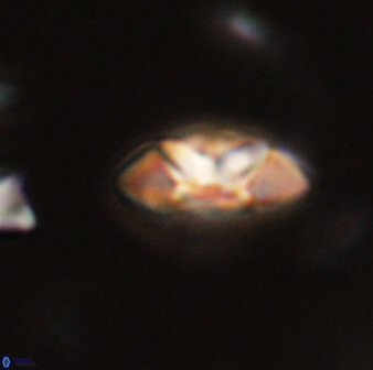 Mulleria tuzuniorum 52990