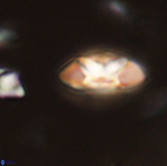 Mulleria tuzuniorum 52991