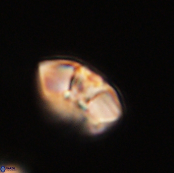 Mulleria tuzuniorum 53707