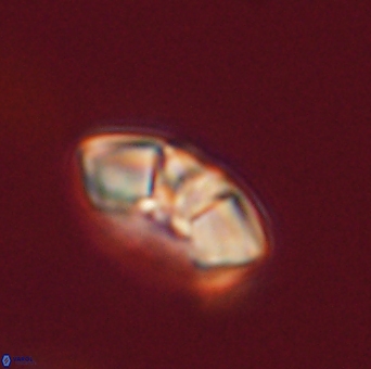 Mulleria tuzuniorum 53708