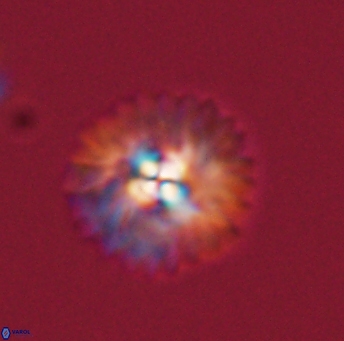 Mulleria tuzuniorum 53717