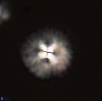 Mulleria tuzuniorum 53719