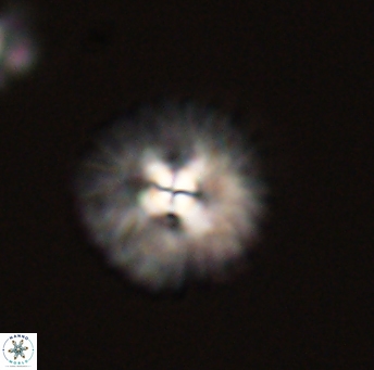 Mulleria tuzuniorum 53719