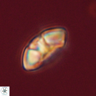 Mulleria tuzuniorum 53711
